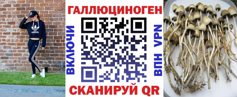 Галлюциногенные грибы Psilocybe Амурск